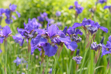 purple irises and defocused foliage garden