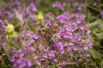 Papillon sur des fleurs roses