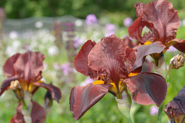 maroon irises close-up in bloom in a sunny garden © eugen