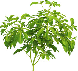 Side view of Heptapleurum Heptaphyllum plant