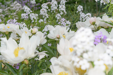 abstract floral background featuring many white peony blossoms
