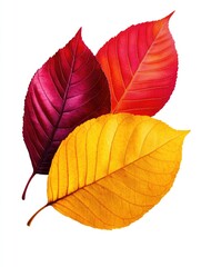 Obraz premium Autumn Leaves