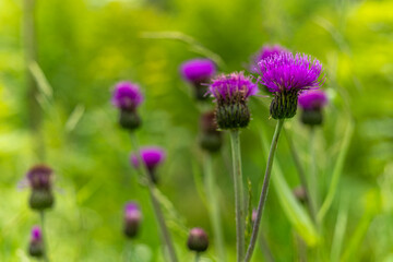 Fototapeta premium Vibrant purple thistles bloom in the warm sunlight of a lush green meadow during late springtime
