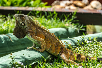 The Green Iguana is a large species of lizard native to Central and South America.