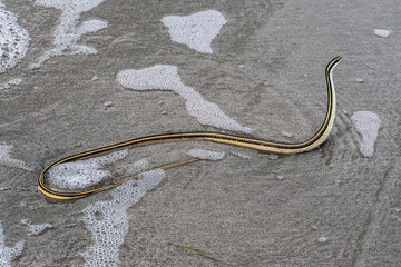 Snake on the Jericoacoara beach hidden behind the dunes of the west coast of Jijoca de Jericoacoara, Ceara, Brazil
