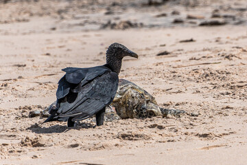 Vultures eating a dead turtle on the beach of Canoa Quebrada at Aracati in Ceara, Brazil.