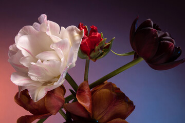 Tulip flowers on abstract sunrise background