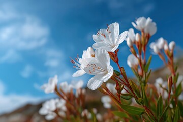 Close-up of white blossoms against a bright blue sky