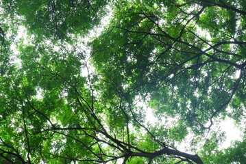 A large tropical trees with leaves branches top view with green leaf color 