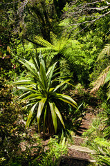 Lush subtropical vegetation along the Enchanted Track in the dense cloudforest on Mount Taranaki, North Island, New Zealand.
