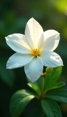 Obraz premium Delicate jasmine white flower petals unfolding in soft light, nature, fragrance, flowers