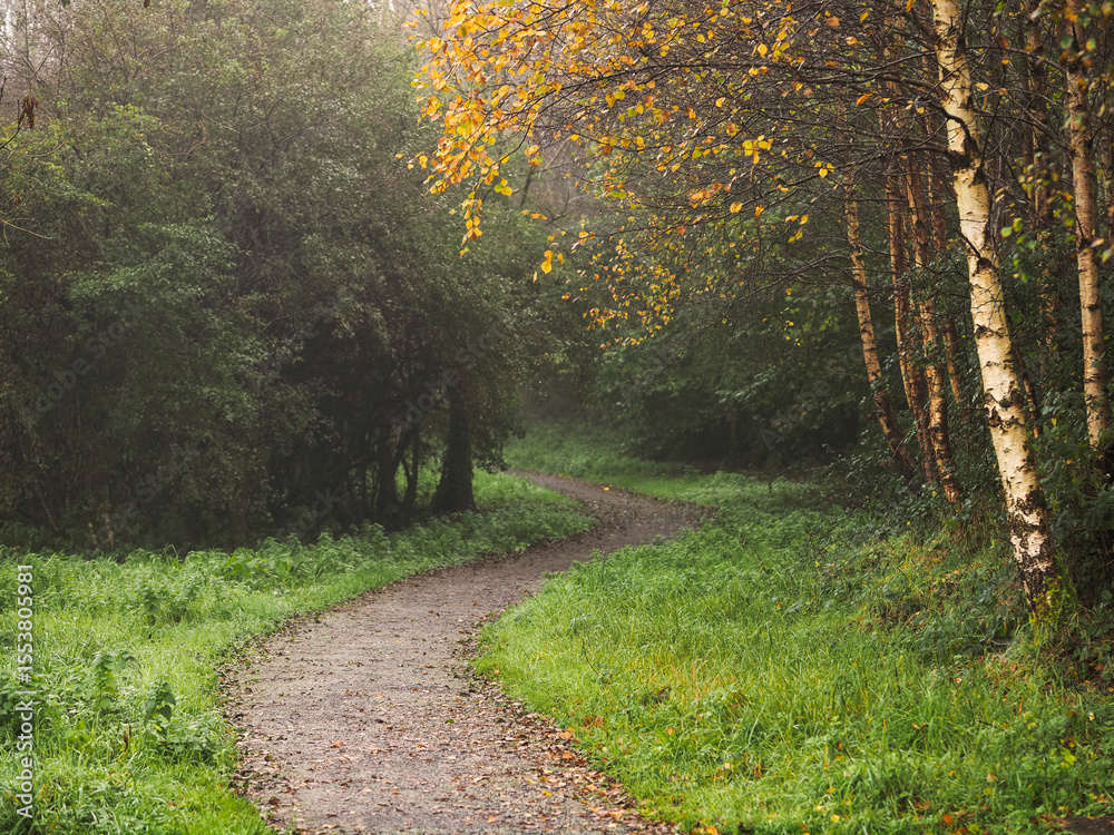 Wall mural a path through a forest with trees on either side. the path is covered in leaves and the trees are b