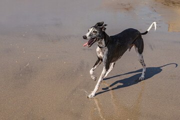 Whippet dog breed running in the ocean.
Medium Greyhound enjoying the beach full of energy and swiftness.