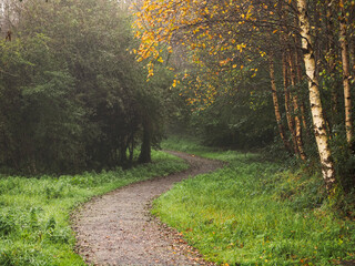 Fototapeta premium A path through a forest with trees on either side. The path is covered in leaves and the trees are bare. Soft autumn mood and vibe. Nobody. S shape walkway in a park