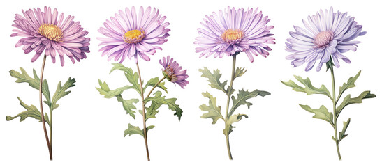 PNG Delicate purple daisy blossoms, element set on transparent background