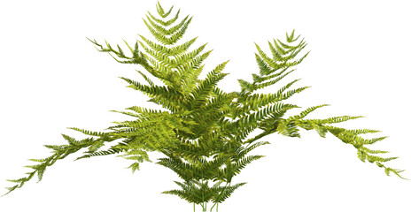 Side view of autumn fern plant - Dryopteris Erythrosora © Matheus