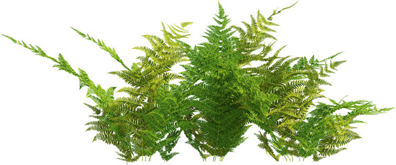 Side view of autumn fern plant - Dryopteris Erythrosora © Matheus