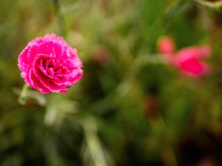A pink flower with dew drops on it. The flower is surrounded by green grass. Colors and complicated shape of nature concept. Selective focus.