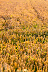 Wheat field. Cereals for bakery