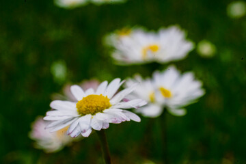 Nature scene with blooming bellis perennis, commonly known as the white daisy © Vlad Ispas