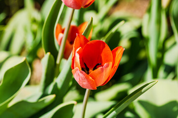 Spring and summer nature scene with blooming tulips