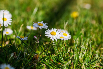 Nature scene with blooming bellis perennis, commonly known as the white daisy © Vlad Ispas