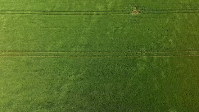 grain field in strong wind from birds flight
