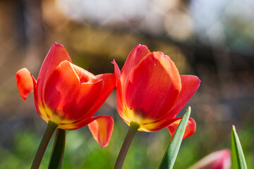Naklejka premium Spring and summer nature scene with blooming tulips