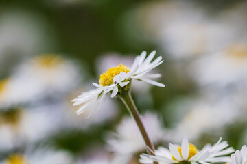 Nature scene with blooming bellis perennis, commonly known as the white daisy © Vlad Ispas