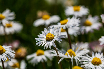 Nature scene with blooming bellis perennis, commonly known as the white daisy