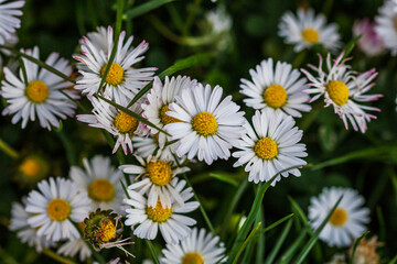 Nature scene with blooming bellis perennis, commonly known as the white daisy © Vlad Ispas