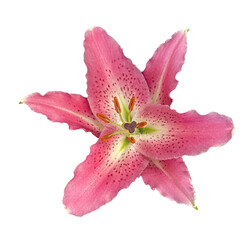 Big Crimson flower of Pink Oriental Lily isolated on transparent background with clipping path. Floral design element for cards, invitations, posters.