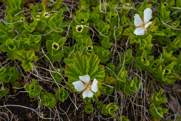 Close-up of Arctic tundra flora in Teriberka Nature Reserve, Russia, featuring green vegetation and...