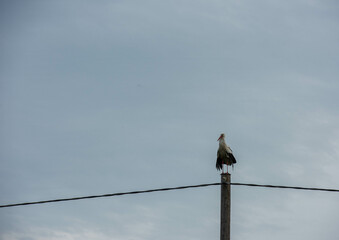 Obraz premium birds on a wire