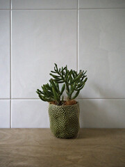 Potted jade plant with thick green leaves and ceramic pot, placed in front of white tiled wall in natural light. © Hanna