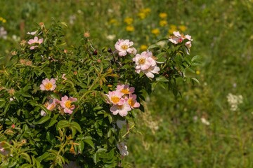 soft pink flowers of the wild rose plant bloomed on the plain of southern Russia on a sunny spring day