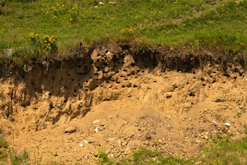 a steep clay slope of a ravine with many holes where wild migratory birds nest, such as the sand...