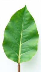 Fototapeta premium Close-up of single eucalyptus leaf with wavy edges on a white background, green, foliage