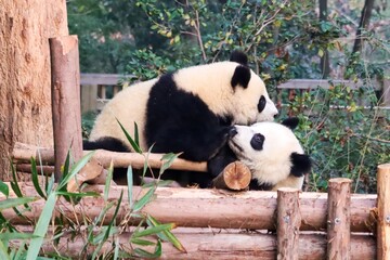 Two giant pandas playfully interacting on a wooden platform at the Chengdu Panda Research Base, a renowned conservation center in Sichuan, China.