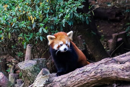 Red panda resting on a tree trunk at the Panda Research Base in Chengdu, a popular wildlife conservation center in Sichuan, China.