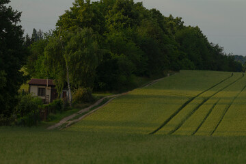 Obraz premium There is a winding dirt road that gracefully traverses a lush grassy field, with a beautiful array of trees standing tall in the background