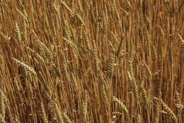 Ripening ears of wheat growing in a farmer's field symbolizing harvest, agriculture and growing grain crops, series 