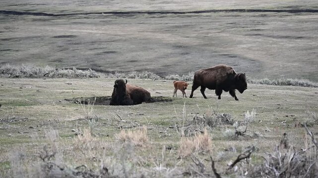 Bison rolling in wallow 