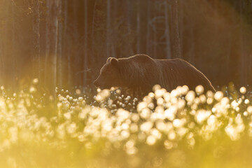 A bear’s journey through a sea of cottongrass at contra-light