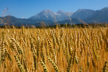 Ripening ears of wheat grow in a farm field against the backdrop of mountains and blue sky....