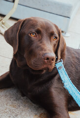 chocolate labrador retriever