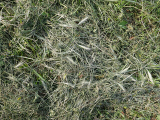 fresh cut hay