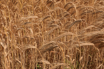 Ripe barley ears, symbolizing harvest, prosperity, farming and brewing, grow in a sun-drenched...