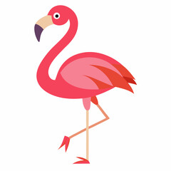 flamingo on white