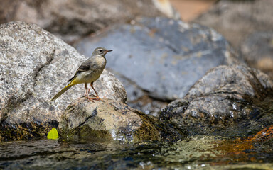Yellow Wagtail (Motacilla flava) perched on a rock near the water